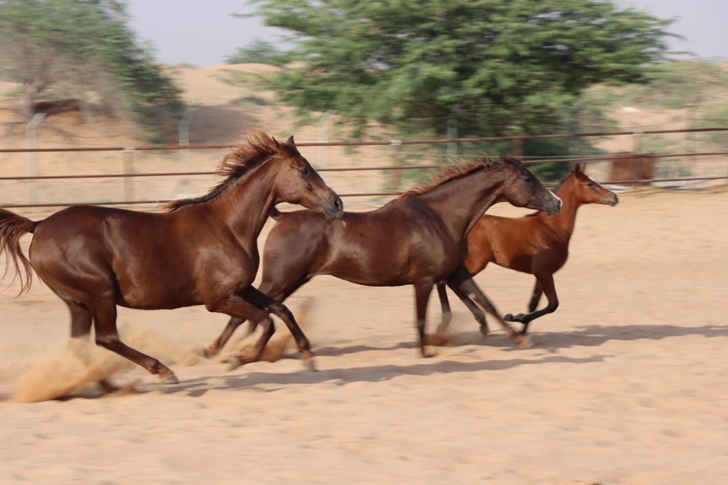 chevaux arabes de courses